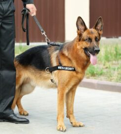 WISE K9 LTD