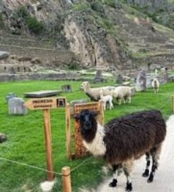 Andean Machu Picchu – Inca Trail Treks, Tours by Train & Machu Picchu Tours