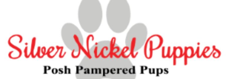 Silver Nickel Puppies